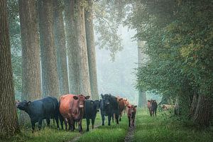 Vaches dans la forêt verte sur jowan iven