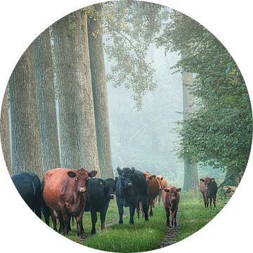 Koeien in het Groene Woud