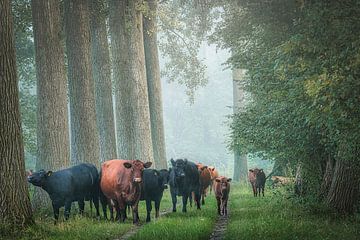 Vaches dans la forêt verte