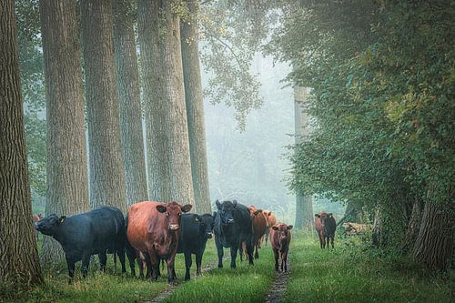 Kühe im Grünen Wald