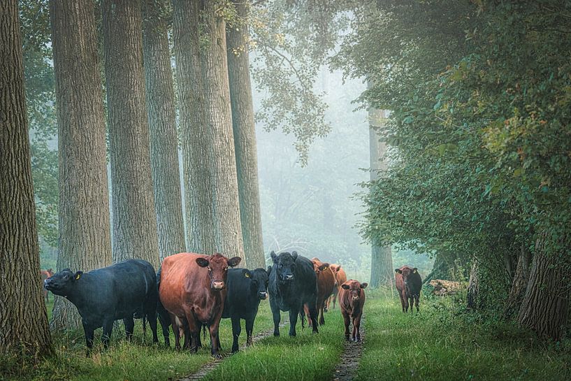 Vaches dans la forêt verte par jowan iven