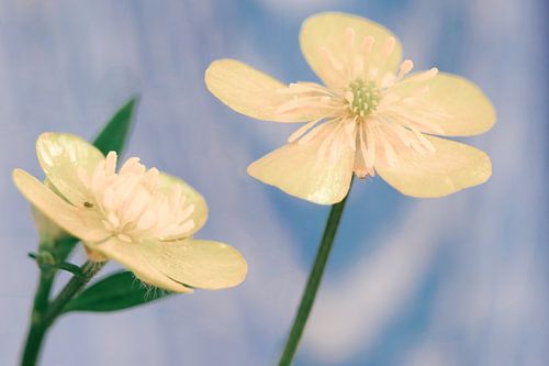 Boterbloemen, boterzacht van kleur