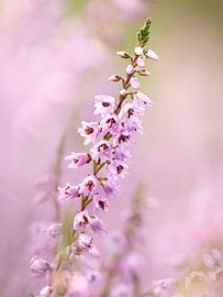 Roze bokeh van Angela Kraan