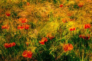 Mehrfachbelichtung Mohnblumen im Getreidefeld