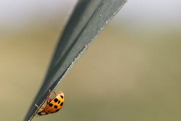 Stubborn Ladybug sur Annemiek van Eeden