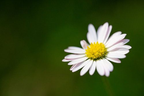 Daisy (Bellis perennis)
