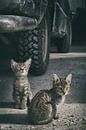 Cool Kittens by Elianne van Turennout thumbnail