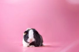 Baby guinea pig by Marloes van Antwerpen