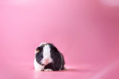 Baby cavia op roze achtergrond