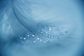 Tender (soft picture of a feather with drops) by Birgitte Bergman