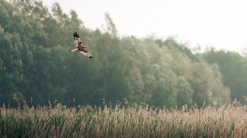 Zwevende kiekendief boven het riet.