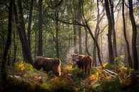 Schotse Hooglanders in het bos op de Veluwe par Edwin Mooijaart Aperçu