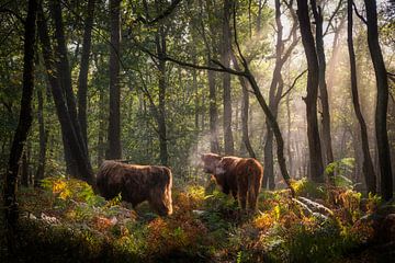 Schotse Hooglanders in het bos op de Veluwe