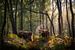 Schotse Hooglanders in het bos op de Veluwe von Edwin Mooijaart