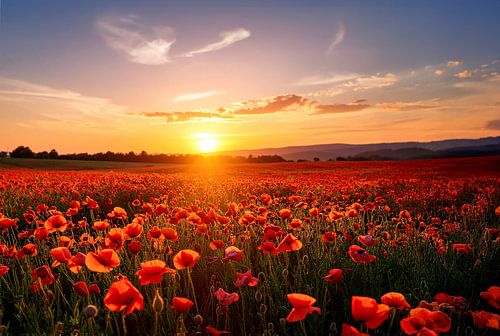 Klaprozen in de gouden zonsondergang