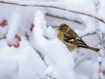 Close-up van een vrouwtjesvink in de sneeuw van ManfredFotos