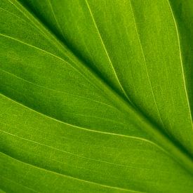 Graceful fresh-green lines of a leaf by Judith Spanbroek-van den Broek