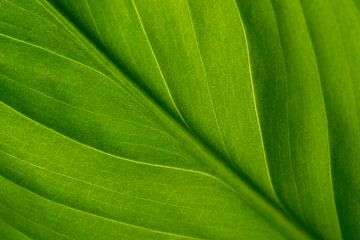 Sierlijke fris groenen lijnen van een blad
