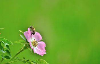 wilde Rose und Biene