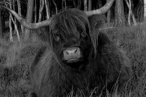 Schottischer Highlander