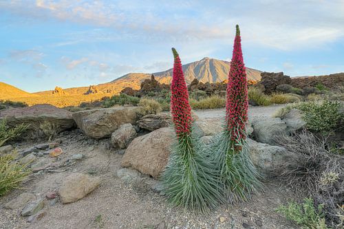 Tenerife flowering viper's bugloss in Teide National Park