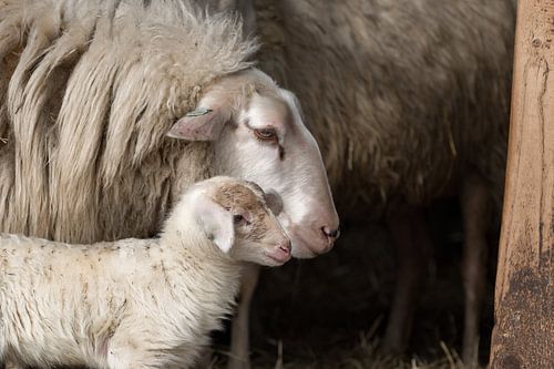 Lammetje met moederschaap