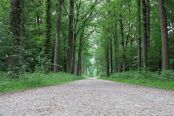 Forest path