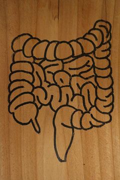 Intestines (1/3)