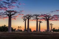 Die Allée des baobabs bei Sonnenuntergang