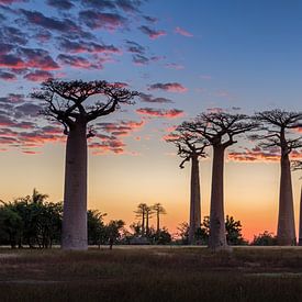 De Allée des baobabs tijdens zonsondergang van Annette Roijaards