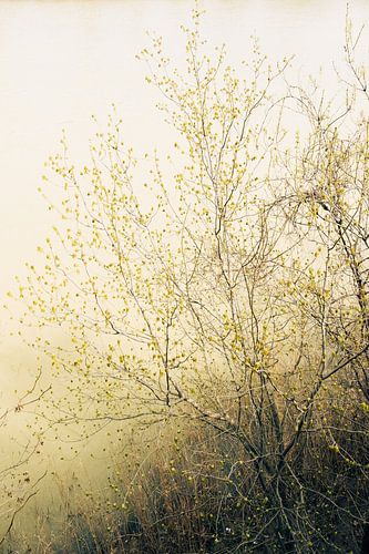 Takken boven de tijdloze stroom van een rivier