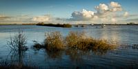 High tide in the river Waal.