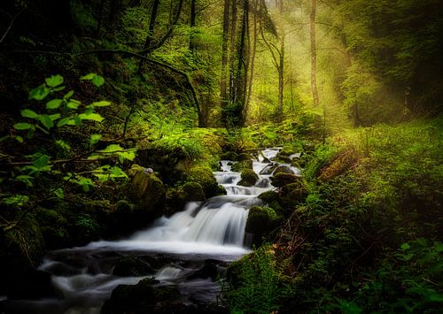 Kleiner Wildbach im Schwarzwald