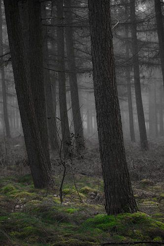 Der verwunschene Wald