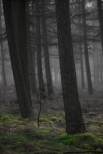 Het spook bos van Bram van Kattenbroek