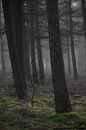 Het spook bos van Bram van Kattenbroek thumbnail