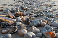 Shells