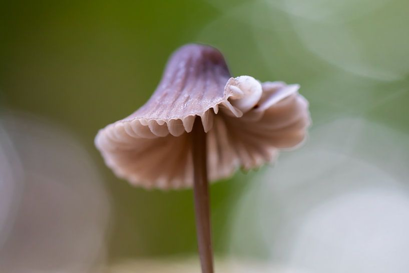 Pilze von Evelyne Renske