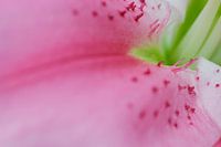 Pink Lillium