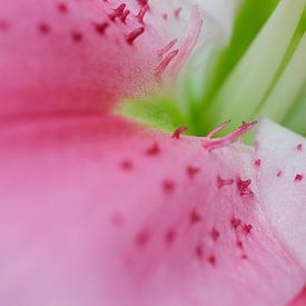 Pink Lillium van Frits Vrielink
