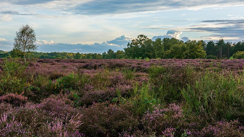 The South Heath by Peter Veerman