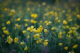 A field bathed in sunshine by Ilona Water