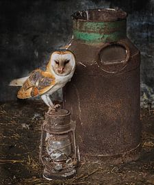 Birds of prey the barn owl by Loek Lobel