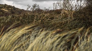 Natuurlijk schoon von Dirk van Egmond