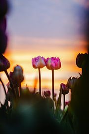 Love pods in the Evening Sun - Northeast Polder