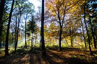 in het bos 03