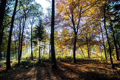 in het bos 03