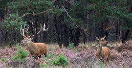 Hirsch von anja voorn