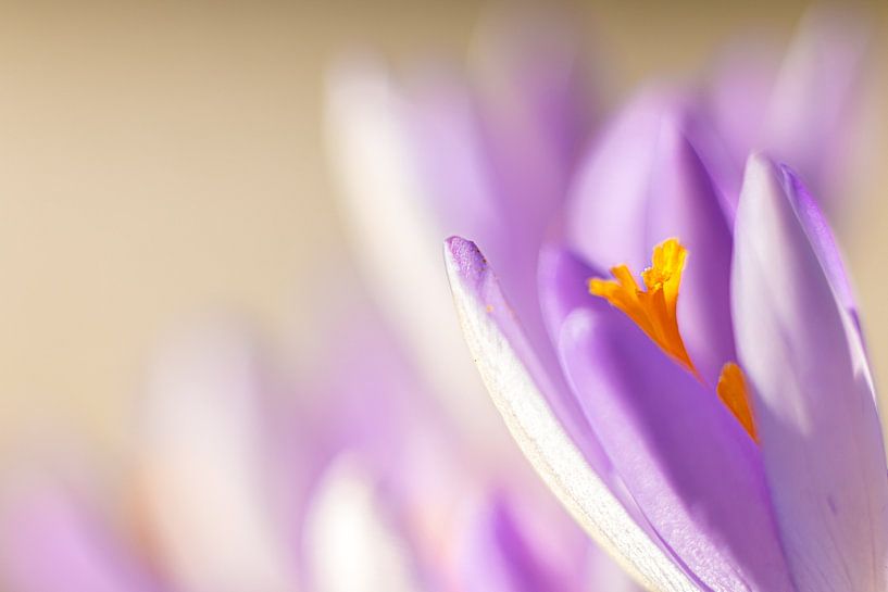 Paarse pracht in bloei van Nicole Schmidt