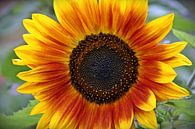 Sonnenblume von Kirsten L. Miniaturansicht